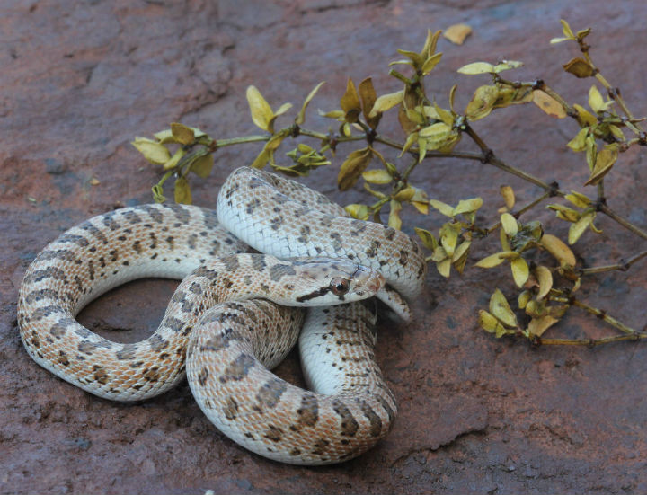 Arizona Glossy Snake